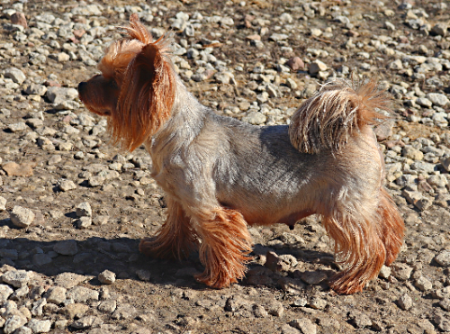 Lesanzh LESANZH EMELI &mdash; Labaza DogPedigree YorkshireTerrier